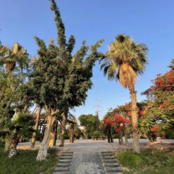 تصوير فوتوسيشن في صن سيت جاردن - Sunset Garden