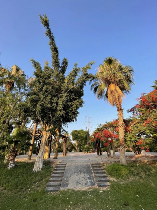 تصوير فوتوسيشن في صن سيت جاردن - Sunset Garden