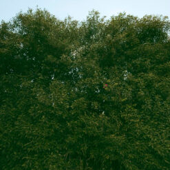 فلامنجو وايت - Flamingo white - الصورة 31